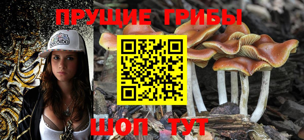 Галлюциногенные грибы Psilocybe  Ачхой-Мартан  Галлюциногенные грибы MAGIC MUSHROOMS 